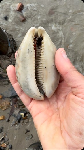 Anna Borzello on Instagram: "A large Tiger Cowrie ( Cypraea Tigris) - a sea snail that began its life in coral reefs in tropical waters before being carried to England by sailors or traders sometimes between the 1600s-1800s - and ended up dumped or discarded in the Thames mud. My guess is this example is Georgian as exotic shell collecting and natural specimens for Cabinets of Curiosities took off from the mid 18th century - and that fits with the debris nearby. Perhaps, as time moved on, rare b