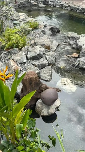 Bio Pool | Kerala | Chemical free swimming pool work