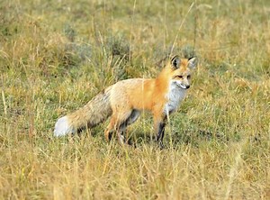 Foxes in Alabama: Types and Where They Live