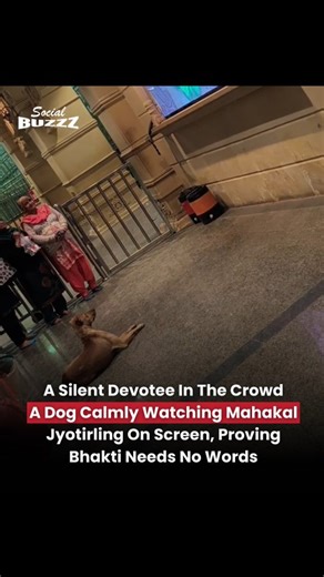 Social BuzzZ on Instagram: "Inside the temple, amid chants and gathering devotees, a dog stands quietly before a screen showing Mahakal Jyotirling. No noise, no movement, just still eyes fixed in devotion. The moment feels deeply spiritual, showing that faith is felt beyond language, species, or rituals, touching every heart present. 📹: @saurabh_mtr @im_harshit_27"