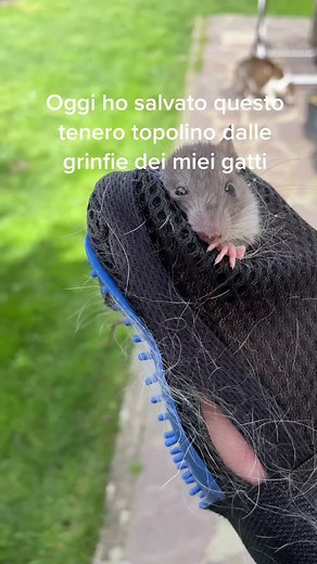 Rats: Understanding Their Behavior and Habits