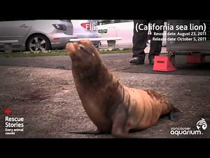 Rescue Stories - Flash Gordon