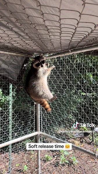 Soft Release Techniques for Wildlife Rehabilitation