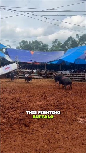 Village Buffalo Fighting #short #fighting #fight #buffalo #buffaloes #bull #cow #animals #toraja