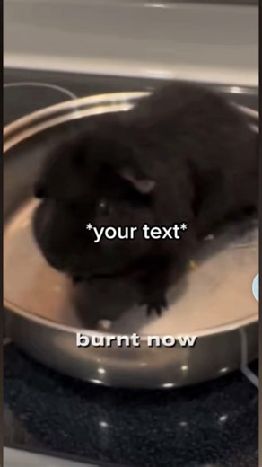 Frying pan guinea pig tutorial, ￼￼#funny #guineapig #comedy ￼