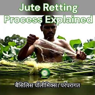 Jute Retting Process Explained | Microbes, Methods & Fibre Extraction #Agrimly