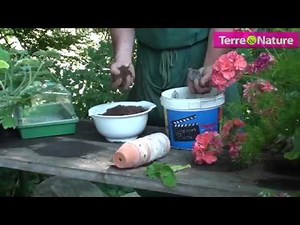 Comment bouturer des géraniums