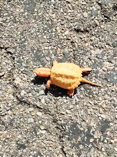 Snapper Stroll: Discover the Delight of Turtles