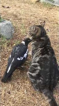Magpie and Cat Form an Unlikely Friendship