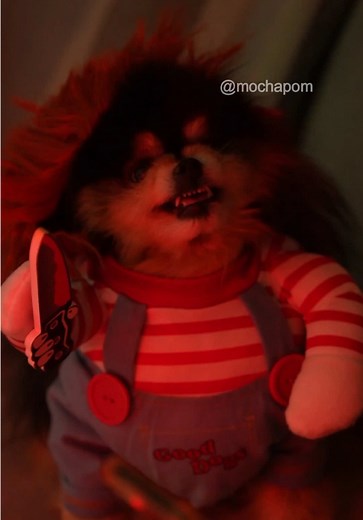 Angry Pomeranian Shaking - Cute Pomeranian Dogs Compilation