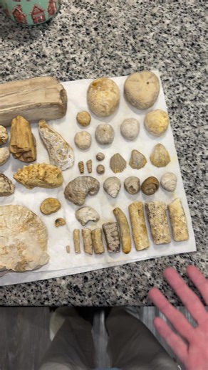 Exciting Fossil Hunting Finds in North Texas