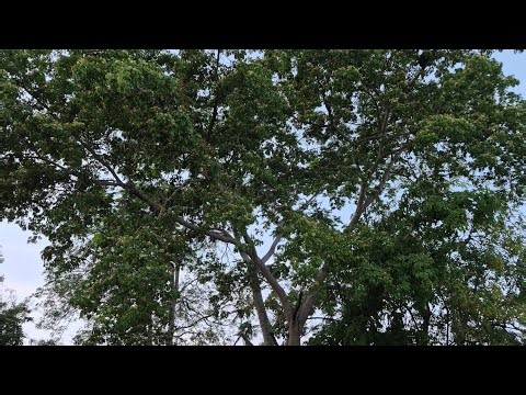 The golden rain tree is in bloom.