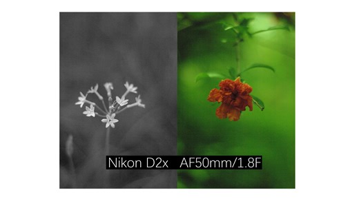 Nikon| 尼康D2X直出黑白与彩，你更喜欢那一个| 尼康50镜头| 记录杭州初夏|