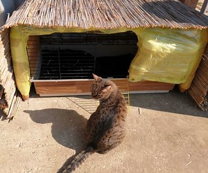 DIY Outdoor Cat Shelter Made From Plastic Bottles