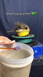 My beautiful flowering and fruiting dwarf phyracantha From cuttings 💚🌳 #bonsai #bonsailovers | Yen&Tad-Kahobby