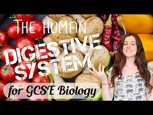 THE DIGESTIVE SYSTEM GCSE Biology 9-1 | Combined Sci (Revision & Qs)