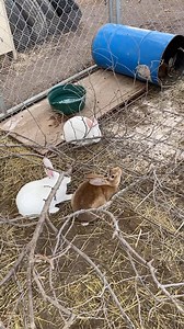 Meat rabbits living their best life. This is our grow out pen, they are getting close! My smoker has been craving rabbit 🐰 #rexrabbits | Malvitz Family Farm