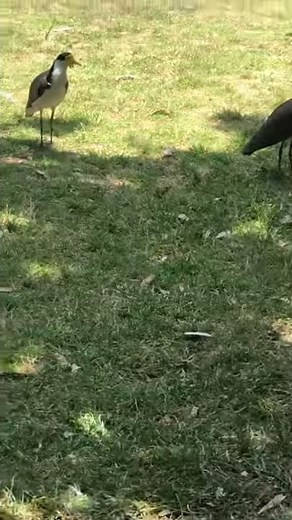 Masked Lapwing sound