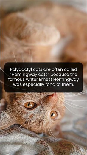Hemingway cats became famous because Ernest Hemingway adored polydactyl cats