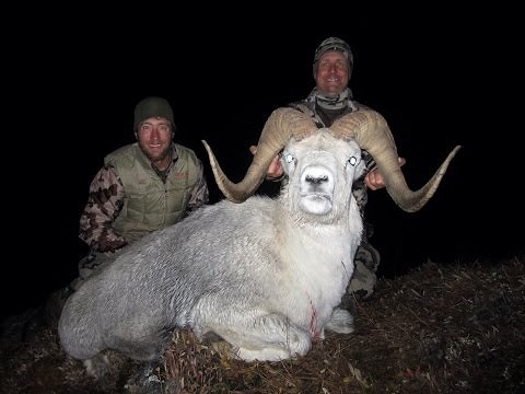 Back to the Yukon --Hunting Sheep & Grizzly with Reynolds Outfitter and Glen Landrus