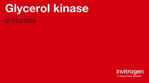 Glycerol kinase antibodies from Thermo Fisher Scientific