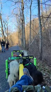 2.8K views · 91 reactions | Talking about how dogs pull and using a Springer Dog/Bike tether as we pass other trail users! #WooFDriverTips #WooFDriverOnTour #DogMotoSports | WooFDriver | Facebook