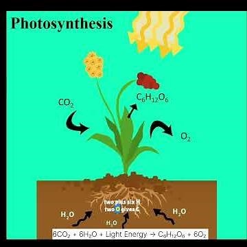 Autotrophic Nutrition explained in the easiest way✨ #class10science #lifeprocesses #photosynthesis