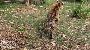 39K views · 1.5K reactions | Taking inspiration from Battersea Park...