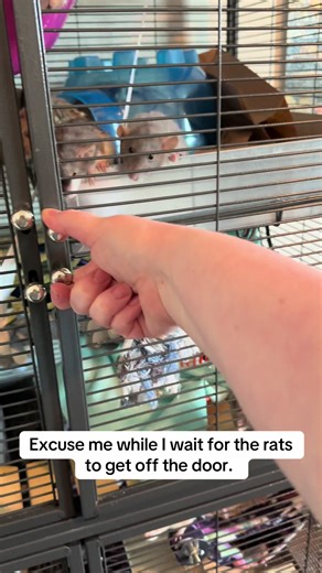 Cute Dwarf Rats Showing Their Excitement