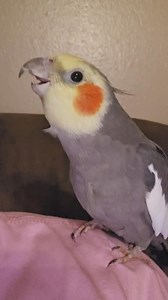 Ziggy is doing ok | A Parrot's Life For Me