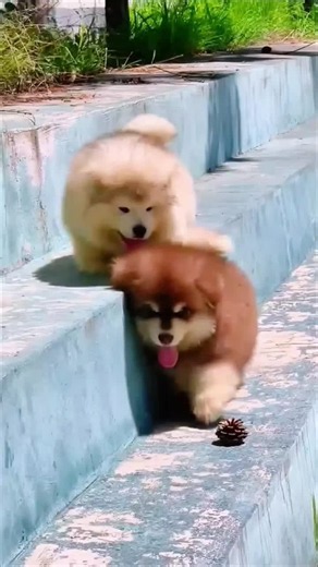 Cute Baby Dog Videos Compilation - Adorable Puppy Moments