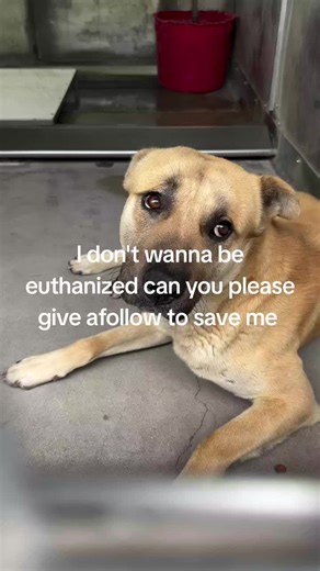 RESCUE MISSION on TikTok