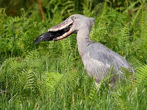 Mabamba Swamp and Wetland - Birdwatching and Shoebill Tours