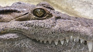 Wildlife Biologist Discovers Massive 700-Pound Alligator in Georgia