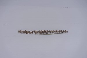 CPW slashed hunting licenses to save wildlife. What about Colorado towns that rely on hunters?