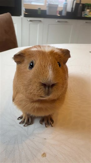 Anything for a peaflake😌 PS. She got her mani-pedi after the TikTok💅🏻 #guineapig #viral #fyp #foryoupagе #guineapigsoftiktok