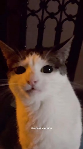 Welcome to my Crunchtok-212 #cat #meow #petlove #monkeycatluna #kittens #reel #catlover #viral #kitty #animal #love #reels #pet #pets #crunchycat | Monkeycatluna