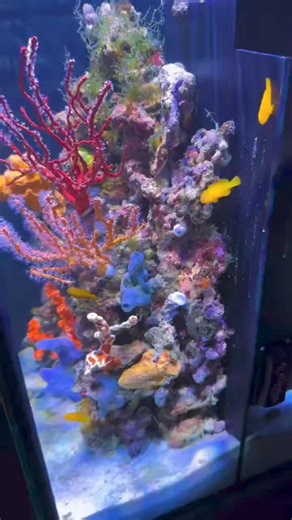 9.9K views · 164 reactions | NPS tank setup #saltwatertank #malaysiareefclub #reefing #reefaquarium #reefing101 #marinefishtank #coraltank #myaquriumshops #kedaionline #reefscape #malaysianreefer #reeftankmalaysia #kedaionlinemalaysia #batukarang #fishkeeper #reeftankaddiction #reefmalaysia | MyaquariumShops Online Store | Facebook