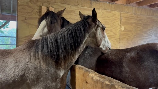 4:30 am Farm Report The quiet It’s always the quiet Noticeable Disconcerting Early mornings Angelo Knows my routine The barn Forty feet from Where I Sleep During the night I Can hear Him Sputter his lips Sometimes whinny if Feral cat Waltz’s inside More often It’s the thud of His Ever growing feet Moving across His Stall floor Grateful I am Jake Replaced Double boarded Reenforced His floor with Maine Rough cut Hemlock planks Last Winter Baby boy Getting bigger Every month His movements Within My