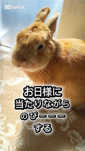 It stretches! │#rabbit #NetherlandDwarf #bunny