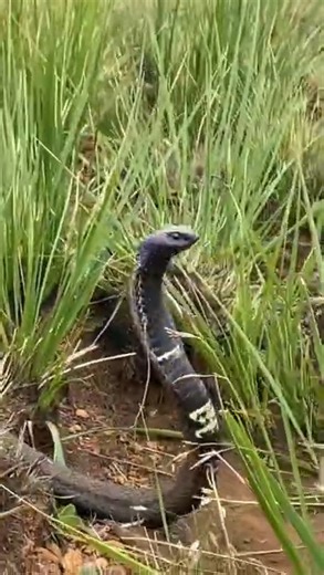 #fblifestyle #nature #wildlife #Animals | Tyrone Ping - Herpetofauna of Southern Africa