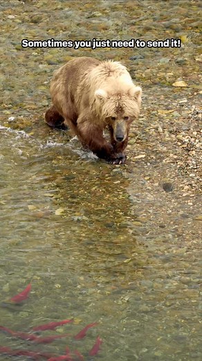 292K views · 2.8K reactions | A brown bear runs and dives into a pool...