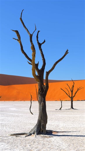 The surreal sights of Sossusvlei show a landscape that is: • solidified by below-surface salt pans • stretched with sand-soaked horizons • studded with the skeletons of spider-branched trees • soaked in the striking red-hued sun streaks But what truly makes this landscape magical isn’t just the scale or the contrast but the stillness. The way sound drops away. The way light shifts by the minute. The way you realise how small you are. Sossusvlei doesn’t compete for wonder. It defines it. 🏜️ #afr
