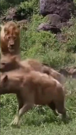 LEON vs. HYENA | Eternal Enemies | EPIC VERSUS 🦁