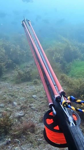 173K views · 5.3K reactions | Spearfishing Mexico Grouper! #fishing #spearfishing | Ryan Myers | Facebook