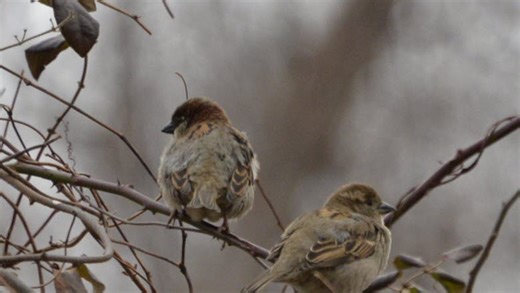 These are the 10 most-common birds seen in NJ backyards