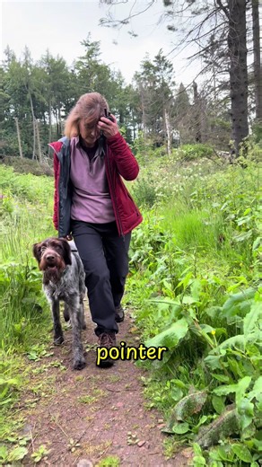 German Pointer Training Tips for Owners (Beginner Guide)