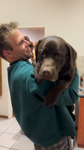 38K views · 11K reactions | 凉凉 it’s the same thing! | Guinness The Chocolate Labrador | Facebook