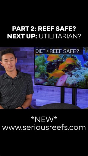 Lyertail Anthias pt. 2 #seriousreefs #saltwateraquarium #reeftank #coral #saltwaterfish | Serious Reefs