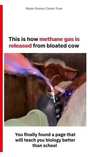 🐄This is how 🔥methane gas💨 is released from bloated cow 💉| MDCT